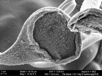 Media type: image; Invertebrate Zoology 131275